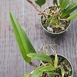 Orchid Cattleya Brassavola BC Mary Dodson x C Heathii Discounted Price