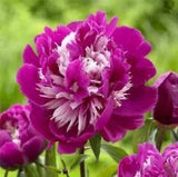20 SEEDS for Purple/White PEONIES rare blossom flowering exotic plant USA Seller