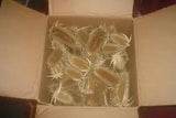 DRIED MICHIGAN TEASELS FOR FLORAL DISPLAYS CRAFT IDEAS BOX of 90 HEADS 2" - 4"
