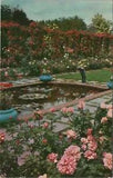 Water Lily Pool rose Lambert Gardens Portland Oregon Paul's Scarlet Rambler E888