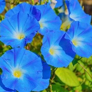 10+ Seeds Heavenly Blue Morning Glory - Ipomoea Tricolor - Home Grown With Love - Sacred Plant With Many Uses