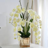 Cream orchids arrangement.