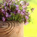Creeping Thyme Seeds - Heirloom Herb Seeds, Thymus Serpyllum, Fragrant Ground Cover, Open Pollinated, Non-GMO