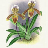 Orchid No. 414, 1885, Linden auth., botanical print (giclee) on canvas, 50x70cm. or 20x25" approx.