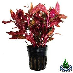 Alternanthera Reineckii Rosanervig Potted Live Aquarium Plants Easy Super Red Plants
