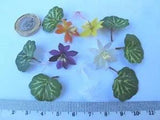 4 Miniature LOTUS WATER LILY Flower + Leaves + Root Diorama Pond Plant #Promo
