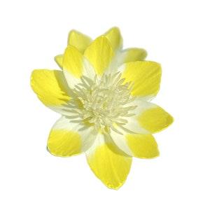 Cream Cups | Platystemon Californicus seeds