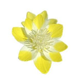 Cream Cups | Platystemon Californicus seeds