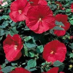 Hardy Hibiscus. Deep Red colour. 20 seeds. Perennials..