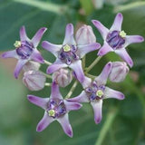25 Calotropis gigantea Seeds ,Giant Milkweed Seeds, Crown Flower Seeds