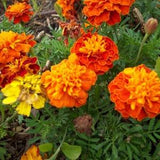 100 Pcs French Marigold Mix Flower Seeds-Tagetes Patula-Excellent-FL642
