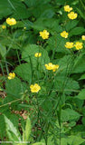 Friends of The Wildflower Garden Home Page Flower Delivery