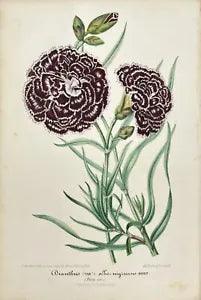 Antique Chromolithography - Dianthus - Carnation - Flower Art - Botany - Lemaire