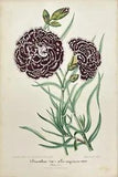 Antique Chromolithography - Dianthus - Carnation - Flower Art - Botany - Lemaire