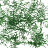 Pressed foliage, Asparagus Setaceus leaves 20pcs floral art, botanical resin craft