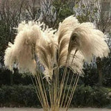 20x Natural Dried Pampas Grass Reed Flower Bunch Bouquet Home Decoration''