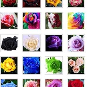 US-Seller 20 kind different colors of flower seeds are mixed together??50 Pcs??