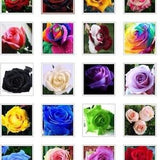 US-Seller 20 kind different colors of flower seeds are mixed together??50 Pcs??