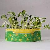 Micro Garden - Sunflower - Grow your own microgreens