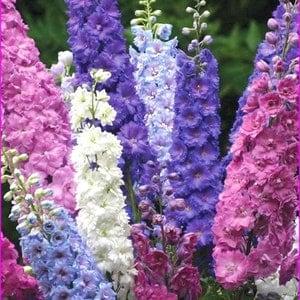 100 Pcs Larkspur Imperial Strain Mix Flower Seeds/ Delphinium Consolida Annual Flower seeds- Rocket Larkspur-Sweet and Colorful/  (FL145)
