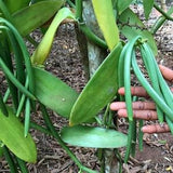 Vanilla Planifolia Plant ~ Vanilla Planifolia Grafting ~ Free Phytosanitary - Rare Vanilla