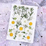 36PCS Real Pressed Dry flowers leaves collection, 8 kinds for DIY craft FCD503