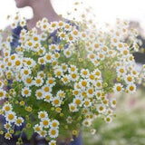 Single Vegmo Feverfew Herb SEEDS ?¡ãTanacetum parthenium ?¡ã medicinal cut flowers pressed flower bouquet florist Dizzy Bees Urban Garden