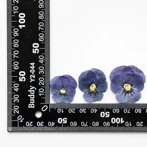 12PCS Real Pressed Dry Pansies/Violas Flower for art candle craft FSS47 #1