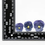 12PCS Real Pressed Dry Pansies/Violas Flower for art candle craft FSS47 #1