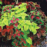 Painted Nettle Flowers Blend 0.1g - 100 Seeds - Coleus Blumei NON GMO