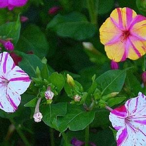 Four O'Clock Marvel of Peru  Flower Seeds ,"COOL BEANS N sprouts" Brand. Home Gardening.