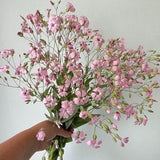 Pink Beauty Saponaria - cut flower farm garden - 30 plus seeds -  organic