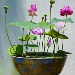 5 Sacred Lotus Bonsai Seeds, Pink Nelumbo Nucifera, For growing in Pond or Water Bowl NE8006