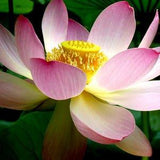 Pink Sacred WATER LOTUS Nelumbo Nucifera Plant Lily Hardy Perennial 5 Large Seeds