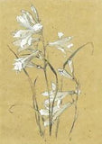 Postcard Alfred Parsons "St. Bruno's Lily" 19th-20thC  Royal Acad. Arts UK MINT