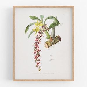 Red Orchid Flower Botanical Print / Vintage Print / Botanical Print / Art Print / Orchid Print / Flower Art / Wall Decor / Tropical Print