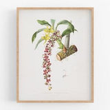 Red Orchid Flower Botanical Print / Vintage Print / Botanical Print / Art Print / Orchid Print / Flower Art / Wall Decor / Tropical Print