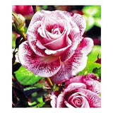 Red white roses seeds -meteor shower roses seeds - 20 seeds - code 536