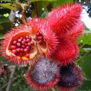 Bixa Orellana - 100 Seeds - Lipstick Tree - Annatto - Urucum Colorau Tree - Achiote - Schmerbals Herbals