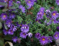 Fleurs d'automne, les plus jolies esp¡§¡§ces et vari¡§?t¡§?s de mon jardin Flower Delivery