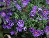 Fleurs d'automne, les plus jolies esp¡§¡§ces et vari¡§?t¡§?s de mon jardin Flower Delivery