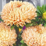 Astra Peony Pionen Shamois Turm Seeds flowers Annuals Ukraine 0.25 grams