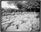 Como Park,lily pond,gardens,flowers,trees,plants,Saint Paul,Minnesota,MN,1890