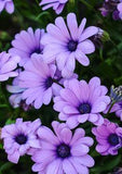 Galaxy S5 Walls - Purple Daisies Flower Delivery