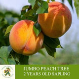 Jumbo Peach Sapling Grafted Ready To Plant, With Tuberous Soil, 2 Year Old Peach Tree With Abundant Fruit, For Pot and Garden - Heirloom