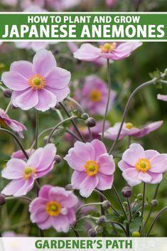 How to Grow and Care for Japanese Anemone Flowers Flower Delivery