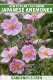 How to Grow and Care for Japanese Anemone Flowers Flower Delivery