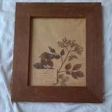 VINTAGE dried pressed flowers Sambucus nigca taxidermy framed art cira 1949 RARE