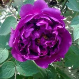 Solid Color Rare Purple Peony Seeds Annual Beautiful Home Garden Bonsai Plants