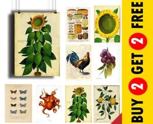 Vintage Botanical Posters, Antique Floral Prints, A3 A4 A5 Plants Wall Art Print